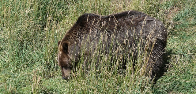 L'ours des Pyrénées